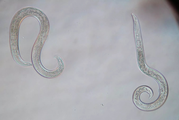 "Древнее зло пробудилось": находка в вечной мерзлоте ужаснула ученых