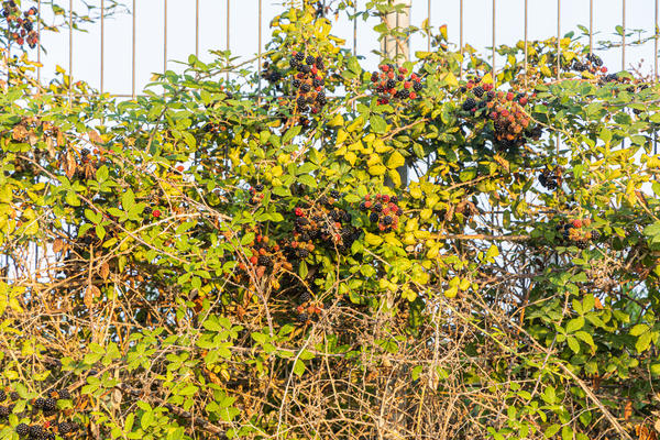 Одна из главных целей среднестатистического дачника — собрать большой урожай: и семью обеспечить, и соседей впечатлить