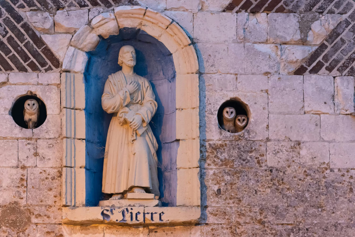 Победители конкурса «Фотограф птиц года — 2025»