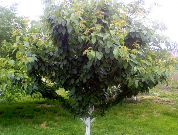 Секреты зимовки вишни: как защитить деревья и обеспечить богатый урожай