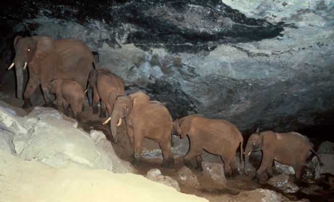 Работники нацпарка в Африке заметили, что слоны уходят ночью в пещеру и решили за ними проследить