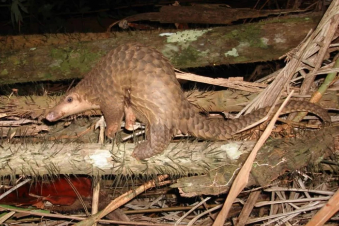 Эволюционный тупик: почему броня панголина не защитила его от самого опасного хищника