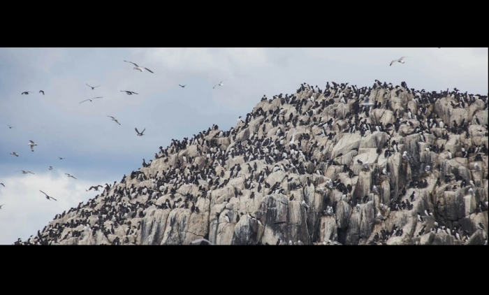 Остров, который обманул всех: 6000 человек дрались за право грузить птичий помёт, пока мир не узнал правду.