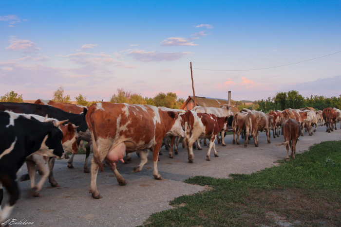 Семь видов настоящих быков: от домашней коровы до загадочного купрея