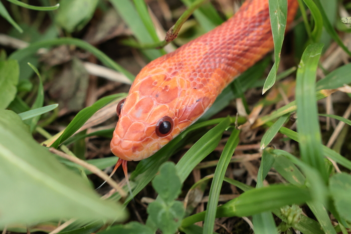 Первый террариум для первой змеи