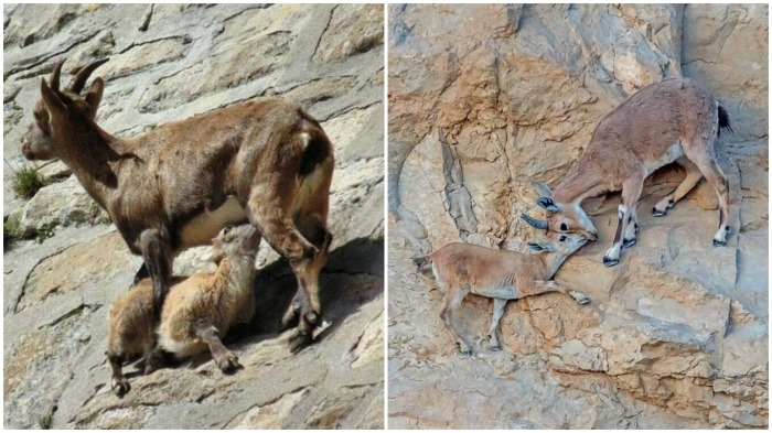 Почему козлики могут лазить по отвесным скалам и не падать