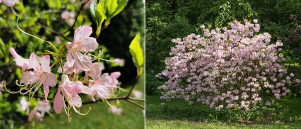 Рододендроны — символ садовой роскоши, неземной красоты и… кропотливого ухода