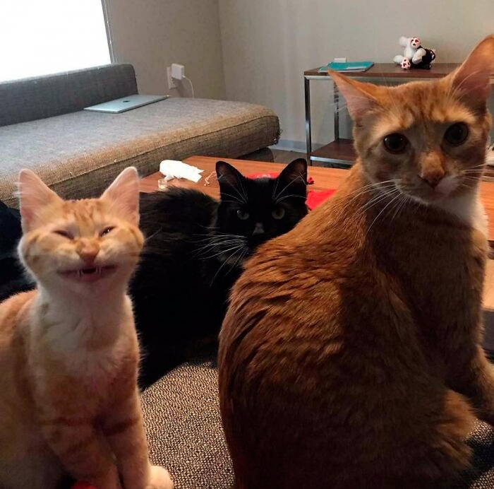 Смешные и красивые коты, которые не такие, как все (18 фото)