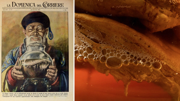 Чайный гриб: что скрывает живой «эликсир» из банки