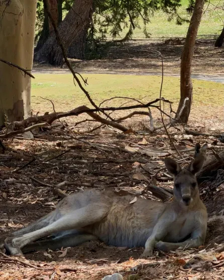 Девушка миллиардера Владислава Доронина Кристина Романова показала, как они отдыхают в Австралии