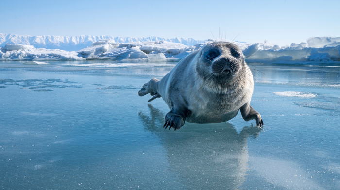 Байкальская нерпа: как живет эндемик  самого глубокого озера в мире