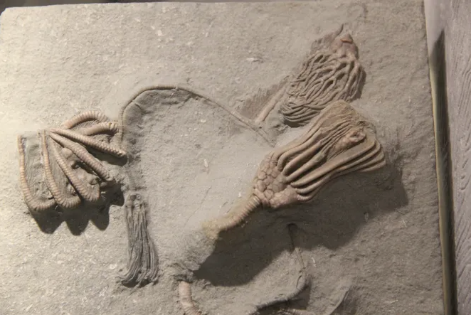 Откуда на вершине Эвереста морские окаменелости? Привет из древности