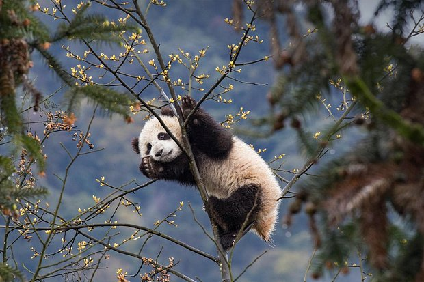 Большая панда: что это за животное, как выглядит, где живет и почему считается собственностью Китая