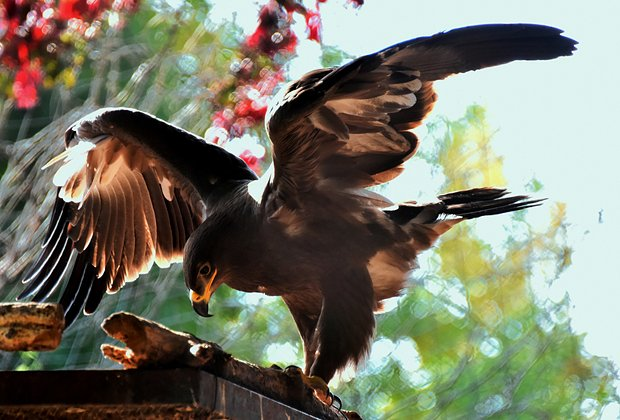 Птицы из Красной книги России: 15 редких видов с фото, места обитания