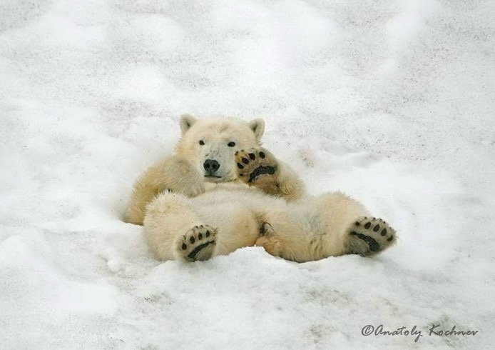 Лёд ушел, звери остались: история биолога, который более 40 лет изучает Арктику