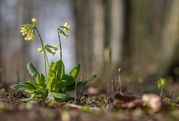 Первоцветы: какие растения цветут ранней весной в природе и в саду