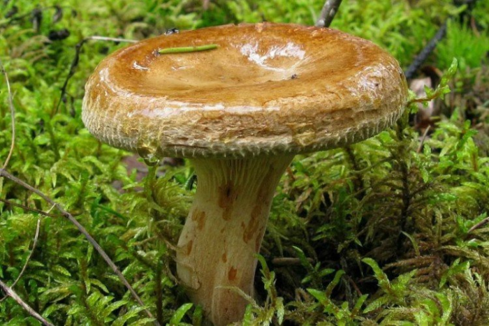 Несъедобные грибы: названия, фото и описания ядовитых грибов