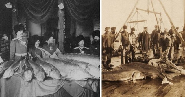 Про дореволюционных рыбов