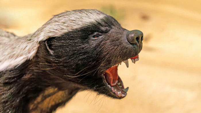 Медоед — зверь, не знающий страха