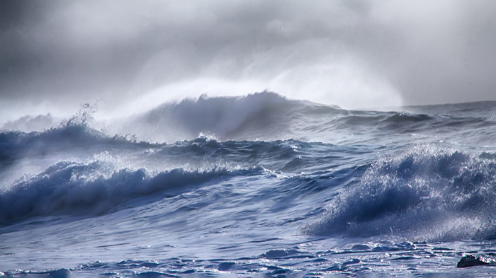 Почему буревестники летят навстречу шторму