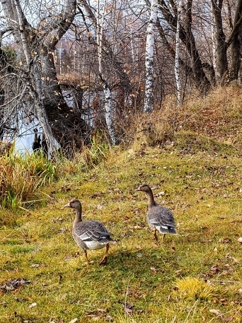 На какой бумажной фабрике Урала делали лучшую бумагу весь ХХ век?