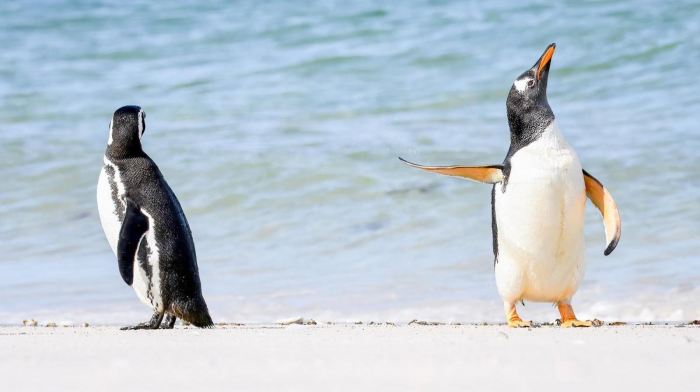 10 самых смешных фото пингвинов за всю историю комического конкурса Comedy Wildlife Photography Awards