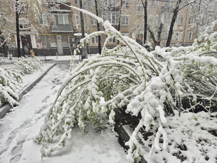 Поваленные деревья, поврежденные машины: Москва оказалась в центре снежного апокалипсиса (много фото)