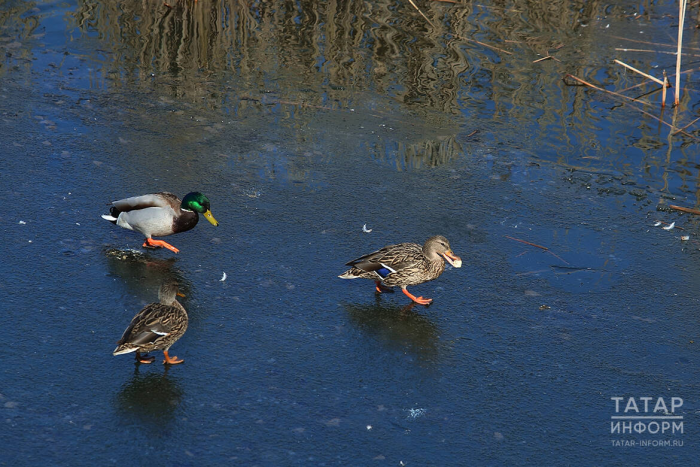 «Все еще летают орлан-белохвост и баклан»: ученый об аномальном поведении птиц в ноябре