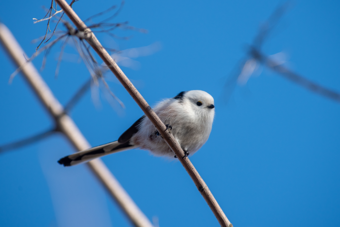 Записки астраханского натуралиста. Птицы Городского острова