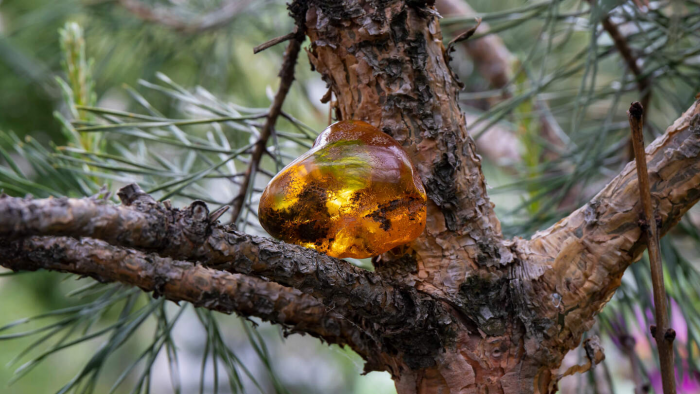 7 интересных фактов о янтаре, или Почему янтарь ценили фараоны