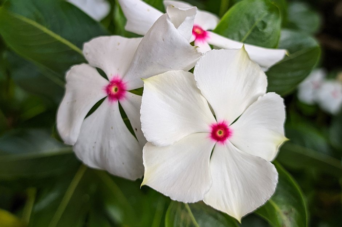 Катарантус: описание, виды и сорта цветка. Выращивание и уход за растением в домашних условиях и в открытом грунте