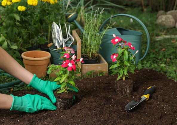 Катарантус: описание, виды и сорта цветка. Выращивание и уход за растением в домашних условиях и в открытом грунте