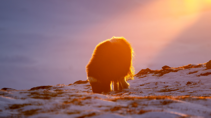 Овцебык: как живет этот древний исполин ледниковой эпохи