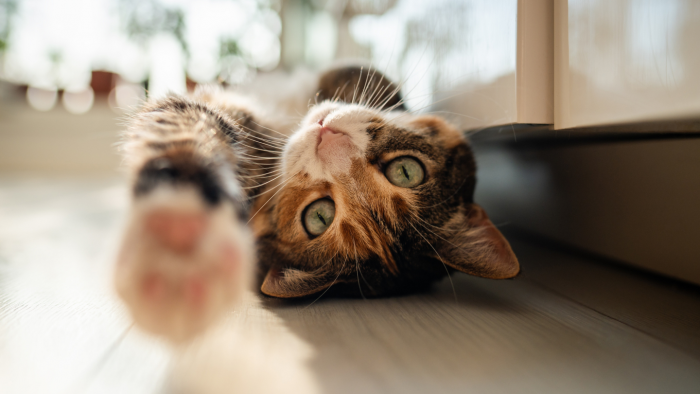 Почему карликовый лори стал сенсацией в соцсетях