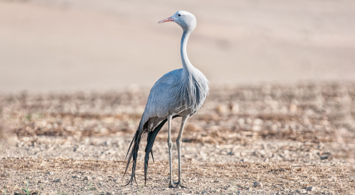 Синий журавль: как национальный символ ЮАР во второй раз оказался в опасности
