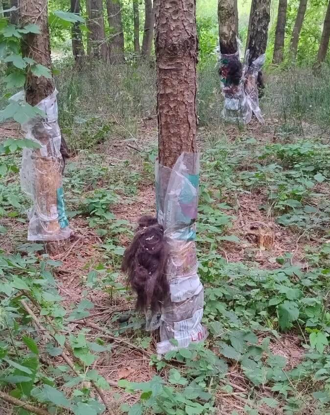 15 человек просто гуляли по лесу, пока не заметили кое-что странное