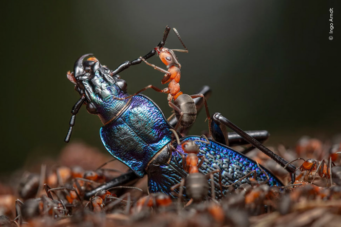 Победители конкурса Wildlife Photographer of the Year 2024