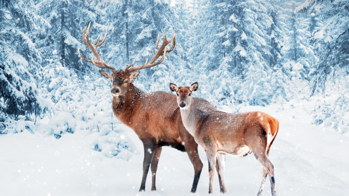 Зимние фотографии из жизни животных