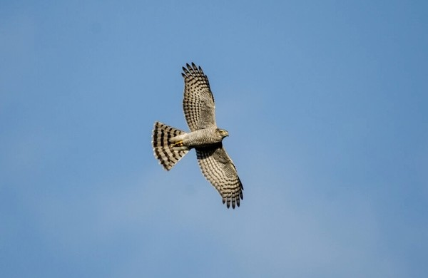 Записки астраханского натуралиста. Ястреб-перепелятник, санитар городских джунглей