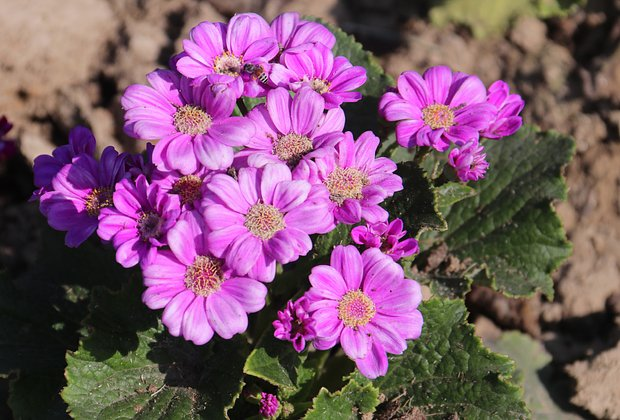 Цветок цинерария: сорта, посадка и уход