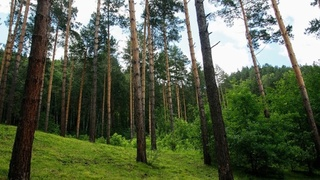 Как уцелеть при встрече с медведем? Советы эксперта