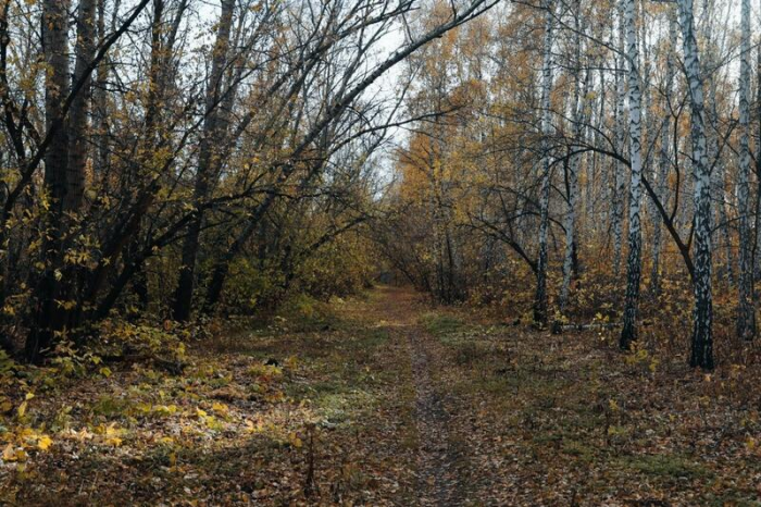 Золото октября. Как осень преобразила березовую рощу на окраине Барнаула