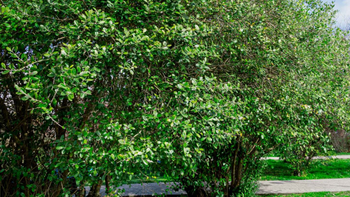 7 интересных фактов о фейхоа: ягода с бразильским характером