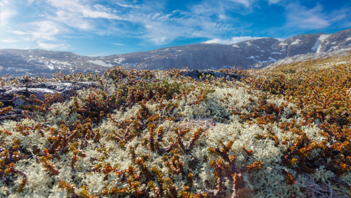 Ягель: скромный властелин тундры
