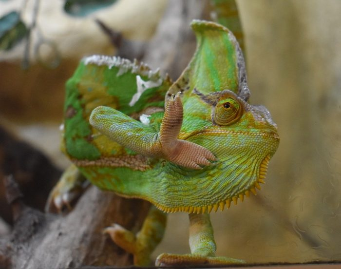 Животные, которые нас удивили в 2025 году. «Фантастические твари»