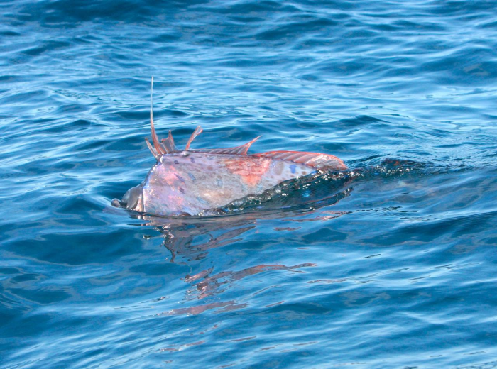 10 жутких глубоководных рыб, о которых мало кто знает