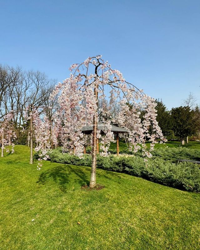 Розовое дыхание весны: Краснодар расцвел, как живая открытка