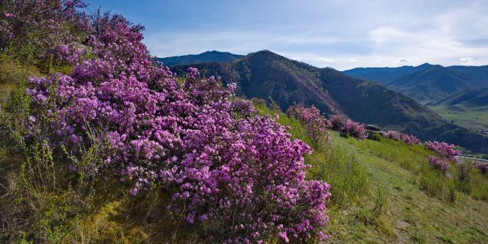 От игольчатого льда Байкала до степных тюльпанов: 8 идей для путешествий этой весной