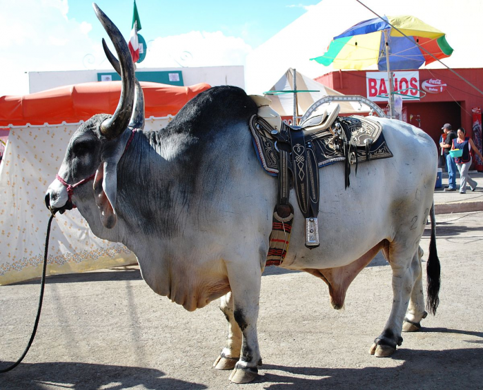 Семь видов настоящих быков: от домашней коровы до загадочного купрея