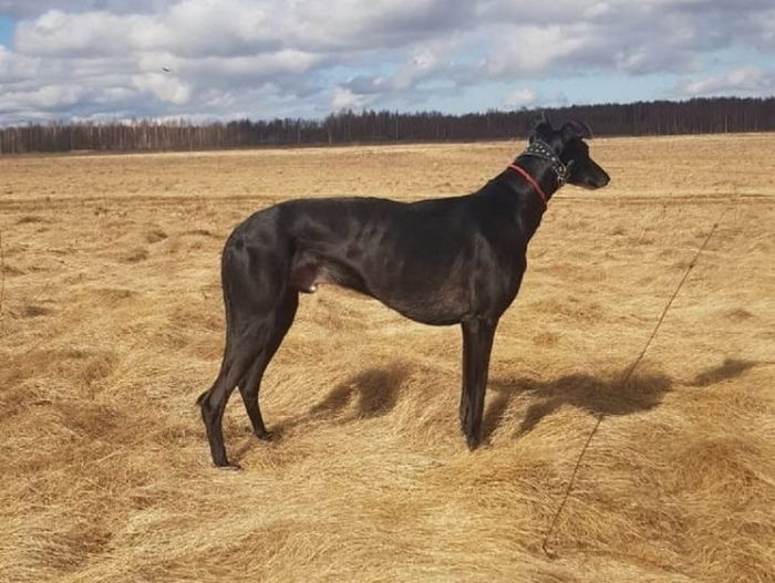 Три дня вольной охоты: саратовские испытания борзых собак - 2025